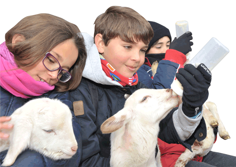 Jóvenes dando de comer a los corderitos del aula