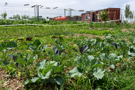 Parte del huerto del Aula de Naturaleza Emilio Hurtado